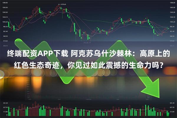 终端配资APP下载 阿克苏乌什沙棘林：高原上的红色生态奇迹，你见过如此震撼的生命力吗？